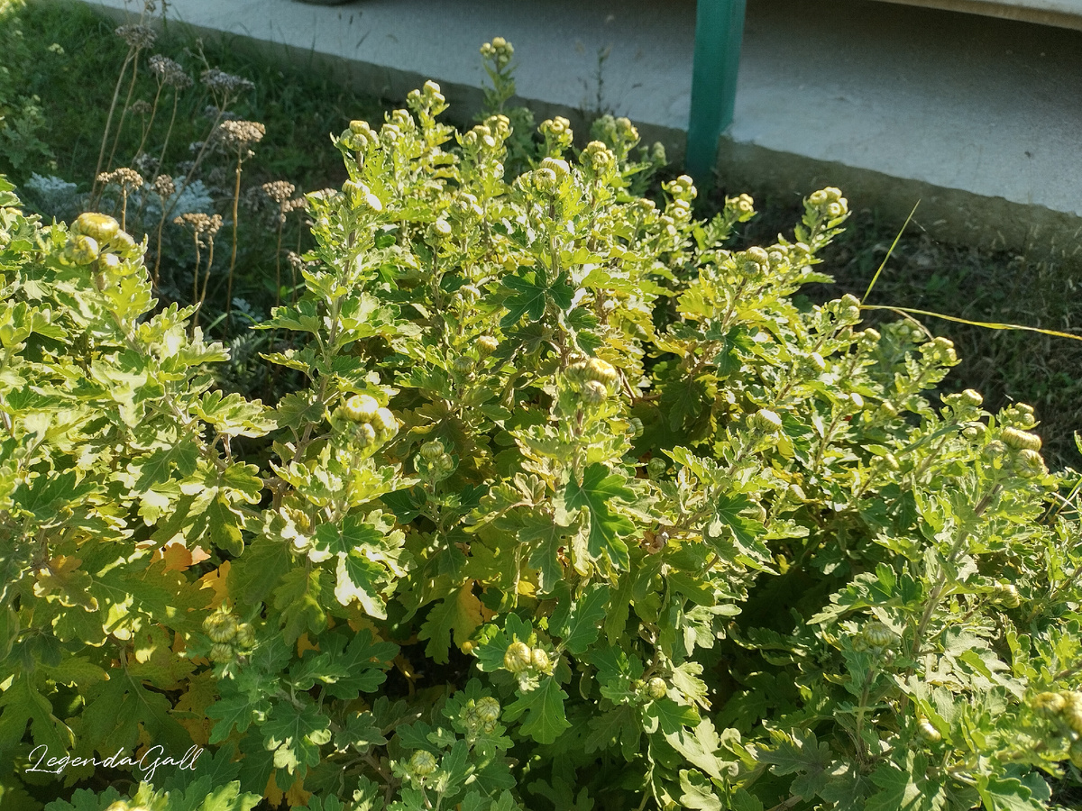 У Ирины хризантемы еще не распустились...