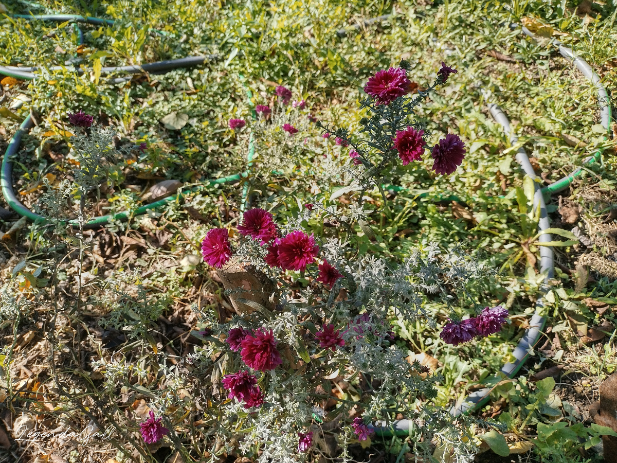 Зато сентябринки очень необычные и яркие