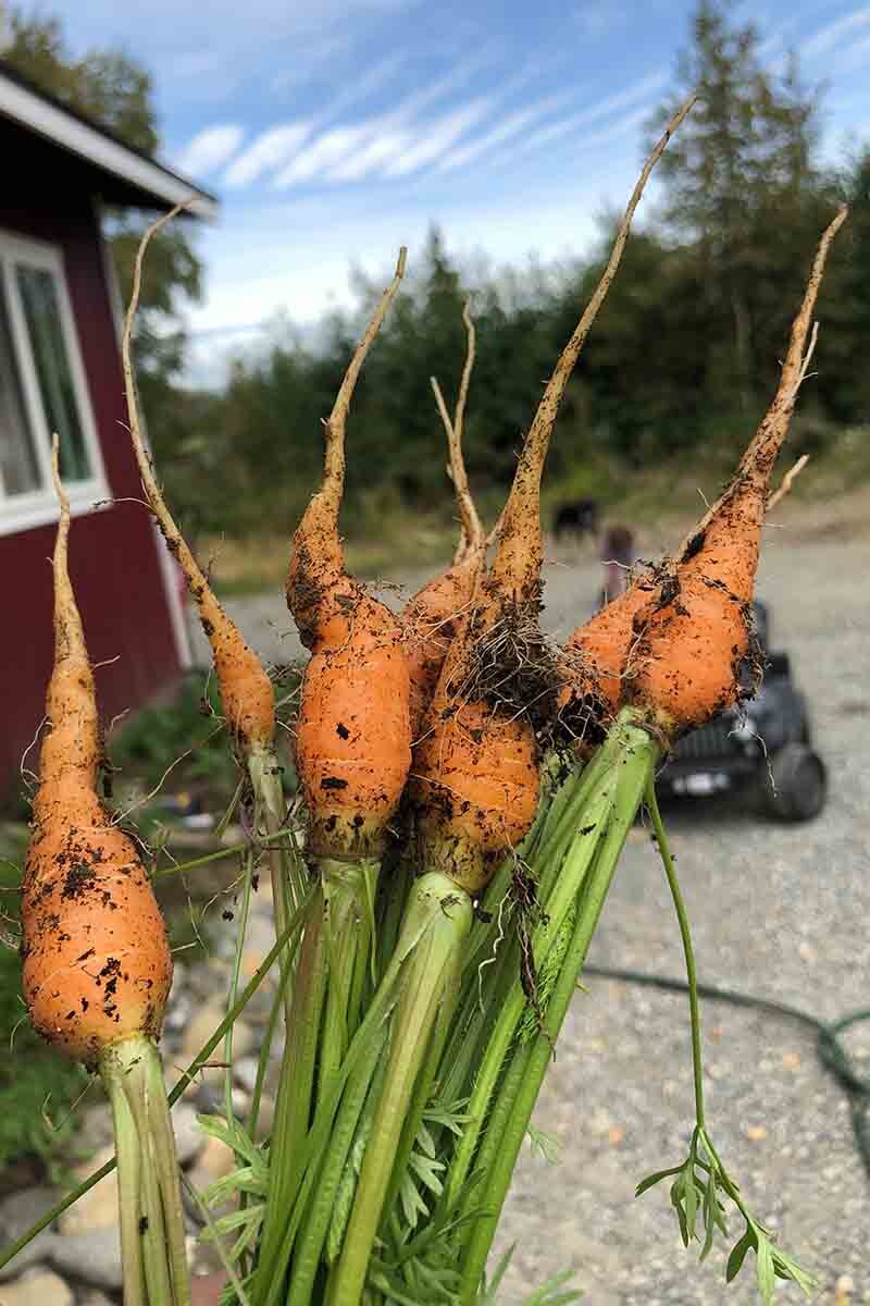 Кривой и чахлый .
