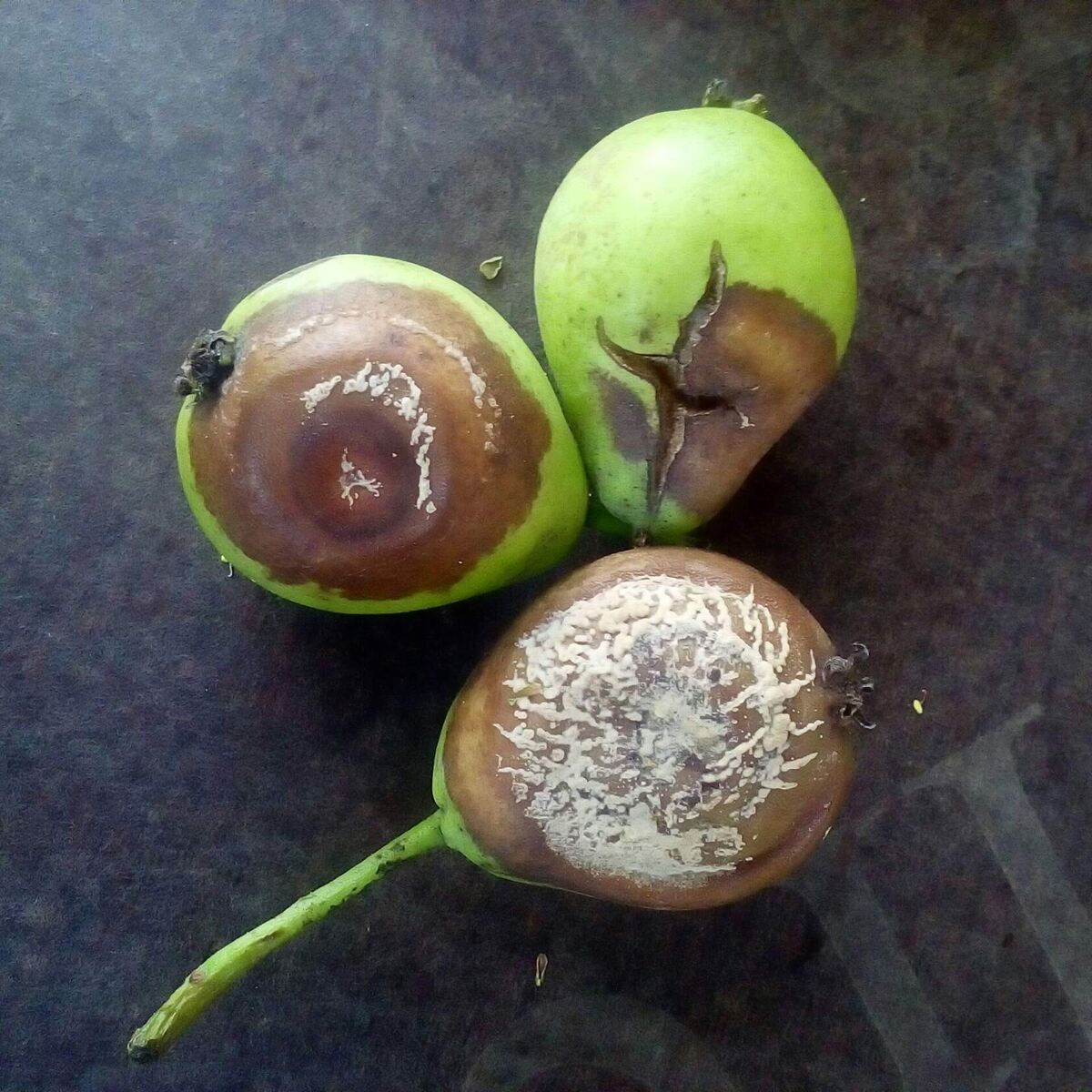 такие плоды нельзя оставлять в саду на зиму. здесь парша и гниль, споры этих заболеваний останутся вместе с плодами в саду и снова весной заразят наш урожай