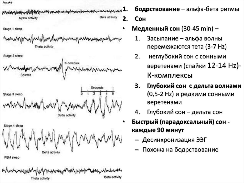 Активность мозга по данным ЭЭГ в разные фазы