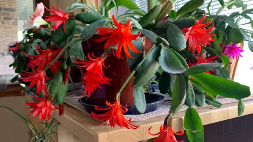 Результат правильной подкормки - более 60 цветков на одном растении 