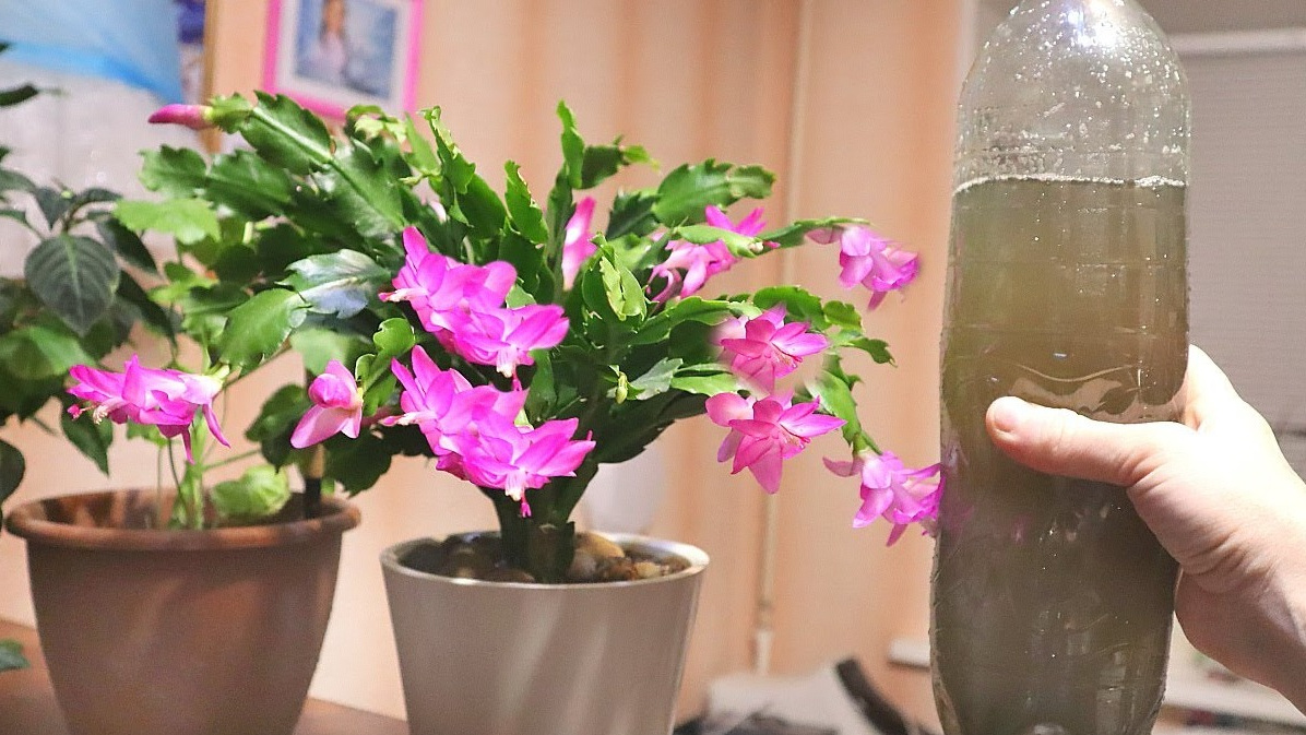 Подкормка декабриста