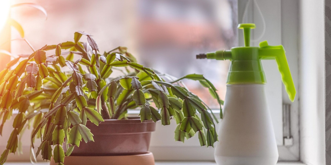 Мой декабрист цветет 2 раза в год: делюсь проверенным рецептом подкормки, который не подводит уже 10 ле