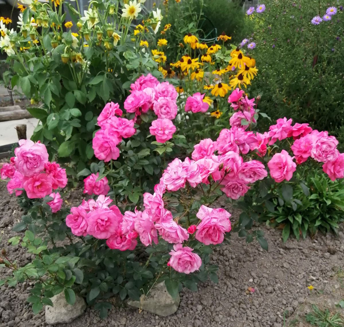 Одна из роз в саду (без названия) 