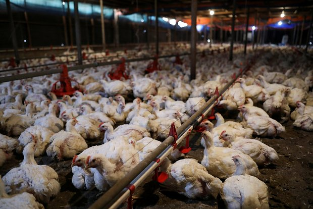 Фото: Hasnoor Hussain / Reuters 
