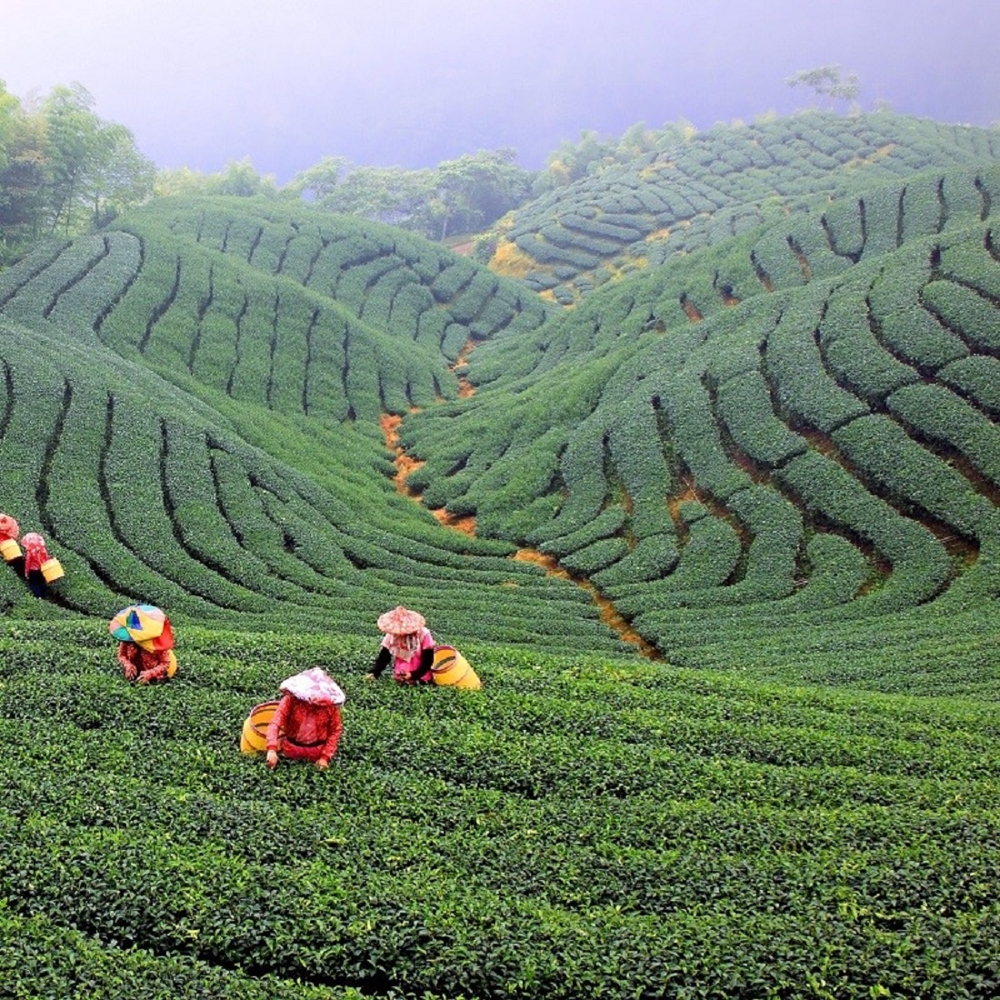 Лапсанг Сушонг (Янь Сун Сяо Чжун) Красный китайский чай, копчёный-дымный