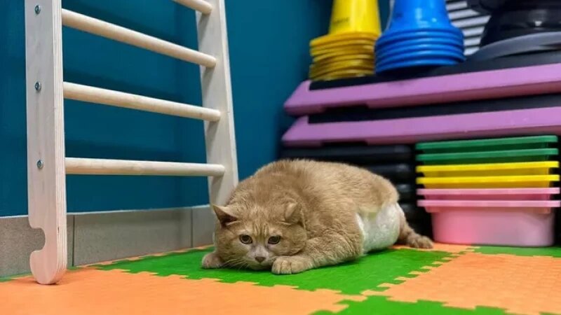     Кот Крошик. t.me/rehabDogPerm