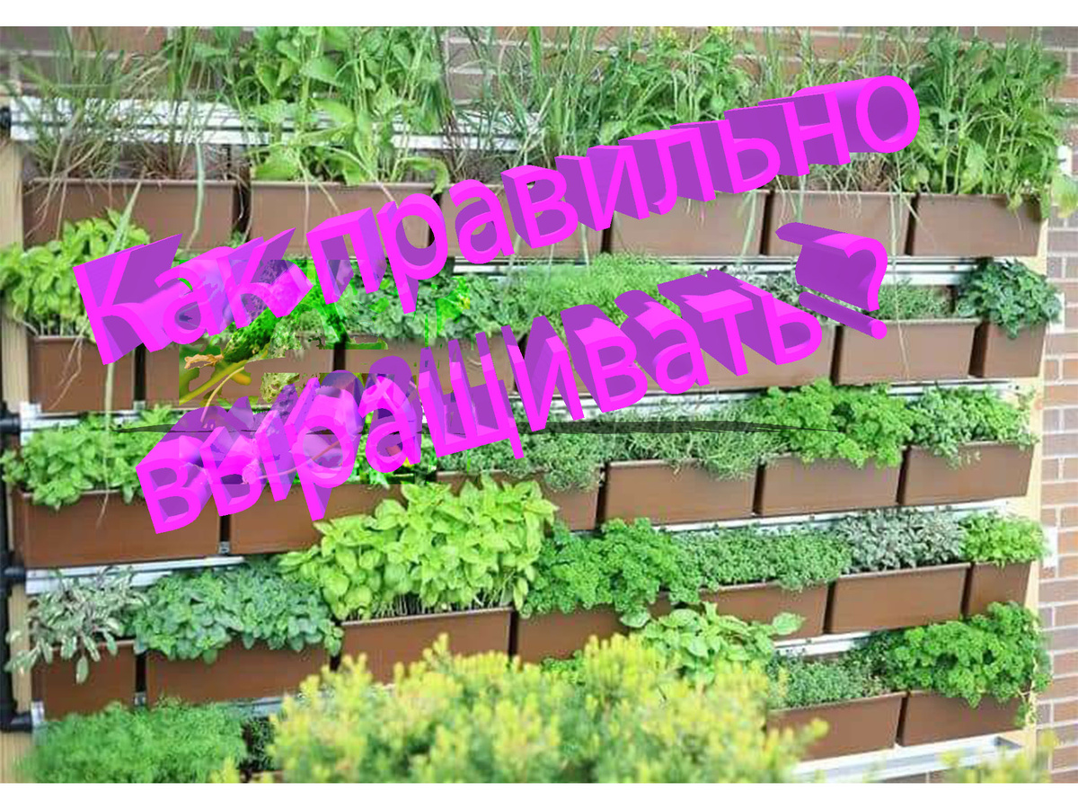 Выращивание овощей — увлекательное занятие, которое дарит свежие продукты, экологически чистые и полные витаминов. 
1. Выбор овощей:

Климат: учитывайте климатические условия вашего региона и выбирайте овощи, которые хорошо растут в вашем климате.
Сезонность: выбирайте овощи в соответствии с сезоном. Например, морковь, свекла и картофель лучше растут в прохладное время года.
Пространство: оцените пространство, которое вы можете выделить для огорода. Некоторые овощи требуют больше места, чем другие.
2. Подготовка почвы:

Анализ почвы: определите кислотность и содержание питательных веществ в почве. При необходимости внесите удобрения.
Перекопка: Перекопайте почву на глубину штыка лопаты.
Рыхление: разрыхлите почву граблями или культиватором.
Удобрение: внесите органические удобрения, например компост или перегной.
3. Посев семян:

Сроки посева: Сроки посева зависят от вида овощей и климатических условий.
Глубина посева: Посейте семена на глубину, указанную на упаковке.
Расстояние между растениями: соблюдайте расстояние между растениями, чтобы они не затеняли друг друга и не конкурировали за питательные вещества.
Полив: Поливайте семена регулярно и обильно.
4. Уход за растениями:

Полив: регулярно поливайте растения, особенно в сухую погоду.
Прополка: регулярно пропалывайте огород от сорняков.
Подкормка: Вносите удобрения по мере необходимости.
Защита от вредителей: используйте натуральные средства для защиты от вредителей, например, настой чеснока или горчицы.
5. Сбор урожая:

Сроки сбора: Сроки сбора зависит от вида овощей.
Правильный сбор урожая: срезайте овощи острым ножом или секатором, чтобы не повредить растение.
6. Советы для новичков:

Начните с неприхотливых овощей: морковь, свекла, картофель — отличные варианты для первых попыток.
Изучайте информацию: читайте книги, статьи и смотрите видео о выращивании овощей.
Экспериментируйте: не бойтесь пробовать новые сорта и методы выращивания.
Не сдавайтесь: даже если что-то пойдёт не так, не отчаивайтесь. Продолжайте экспериментировать и учиться.
Помните: выращивание овощей — это творческий процесс, который приносит не только свежие продукты, но и удовольствие, спокойствие и близость к природе.