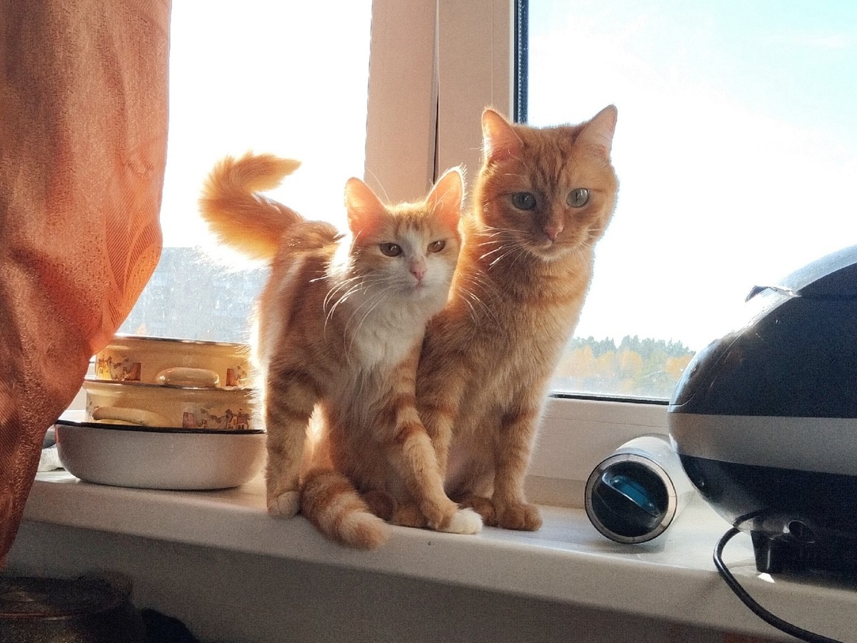 Ариэль неконфликтная и ручная, поэтому легко прижилась с кошками на передержке