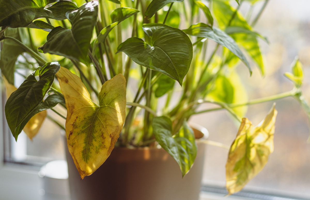 Этот ещё ничего, пожух, но держится, а некоторые - просто... "Изя - всё".