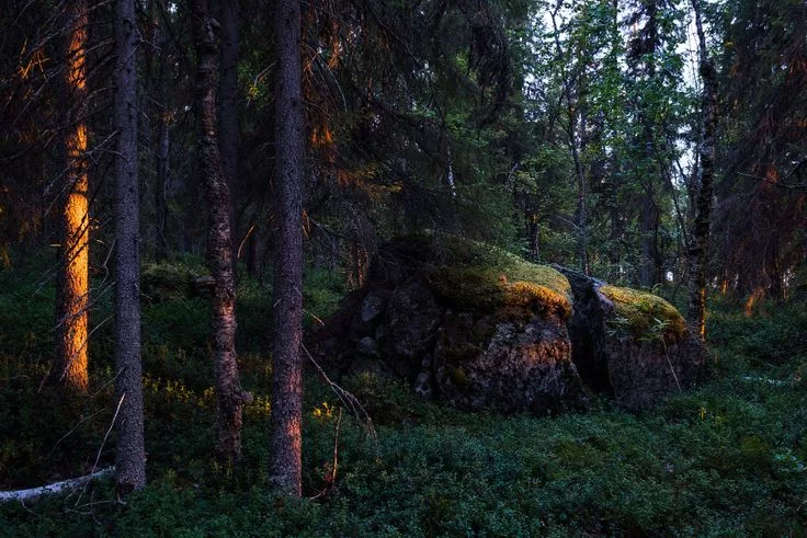 Дремучие леса в Карелии