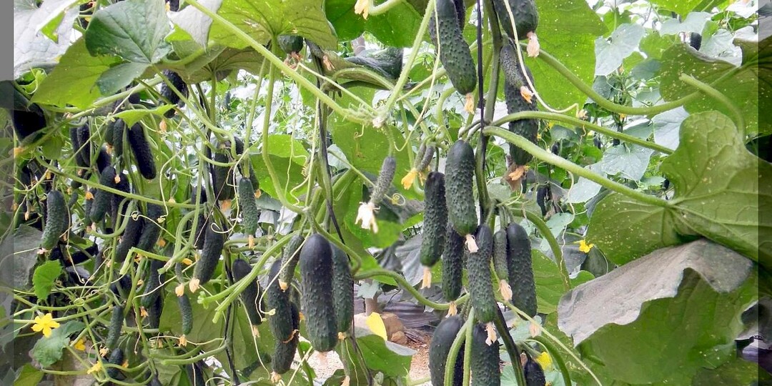 ТОП-30 урожайных огурцов: гибриды огурцов со знаками отличия, которые завалят урожаем