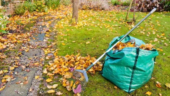    Что сделать с опавшими листьями на участке, чтобы получить хороший урожай в новом сезоне: советы экспертов Ирина Петрова