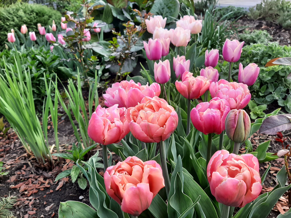 На переднем плане тюльпан Sweet Desire