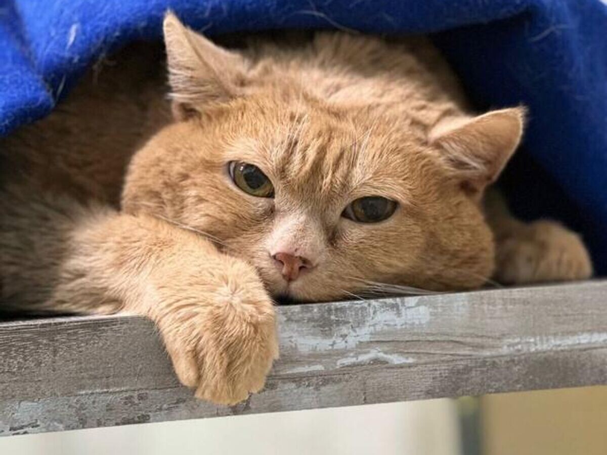    Пермский кот Крошик© Фото : @rehabDogPerm/Telegram