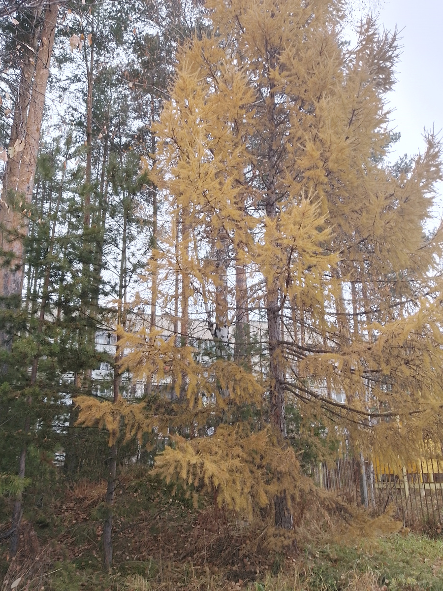 Лиственница рядом с дорожкой