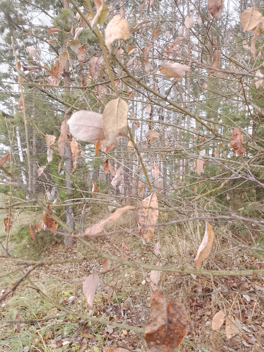 Грустная осень