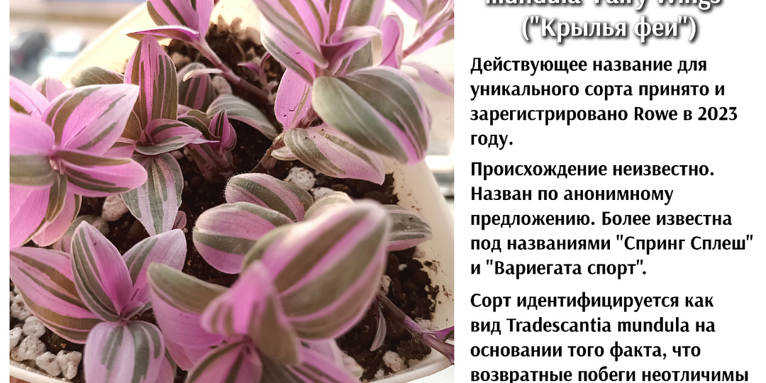 Tradescantia mundula 'Fairy Wings '/"Крылья феи"