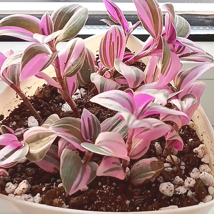 Tradescantia mundula 'Fairy Wings '