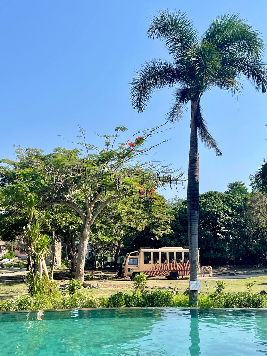 Тот самый сафари-автобус, на котором провозят через вольеры с дикими животными.