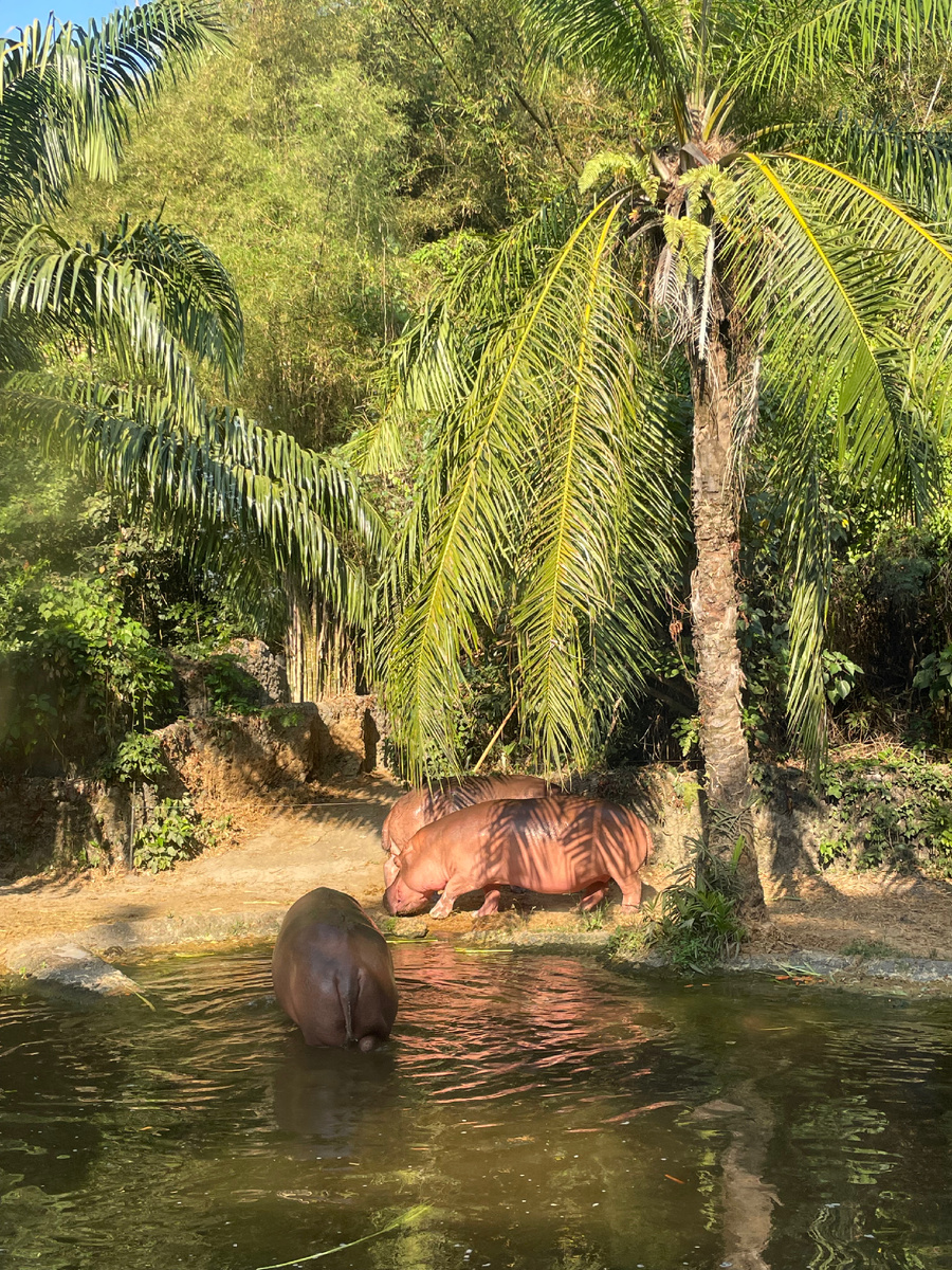 Все выглядит точь в точь, как в дикой природе.