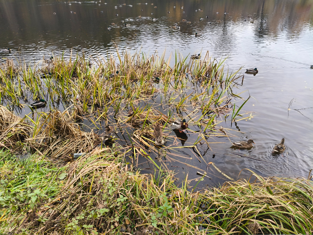 Фото автора, осень великолепна. 