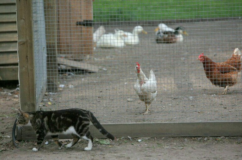   Тимур Ханов/ПГ