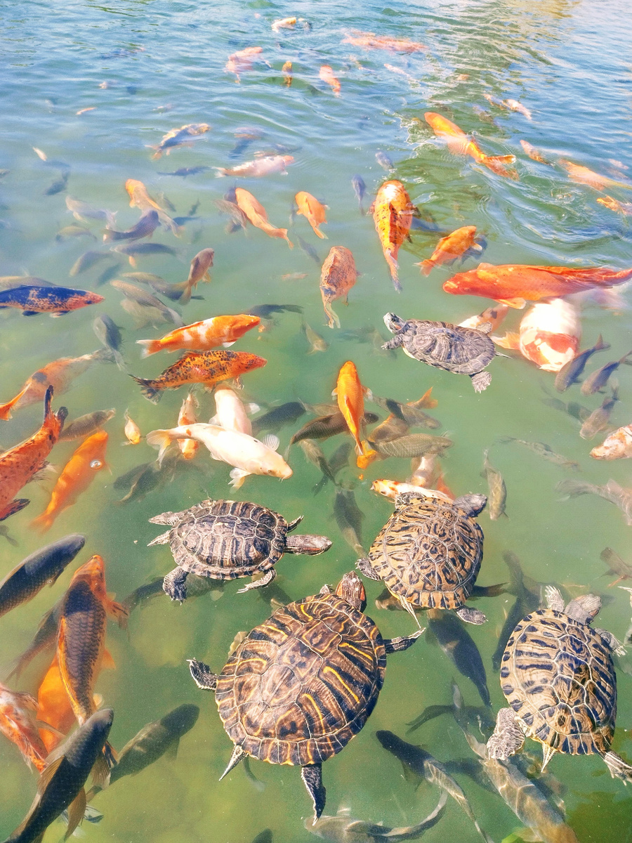 Фото автора, Черепахи