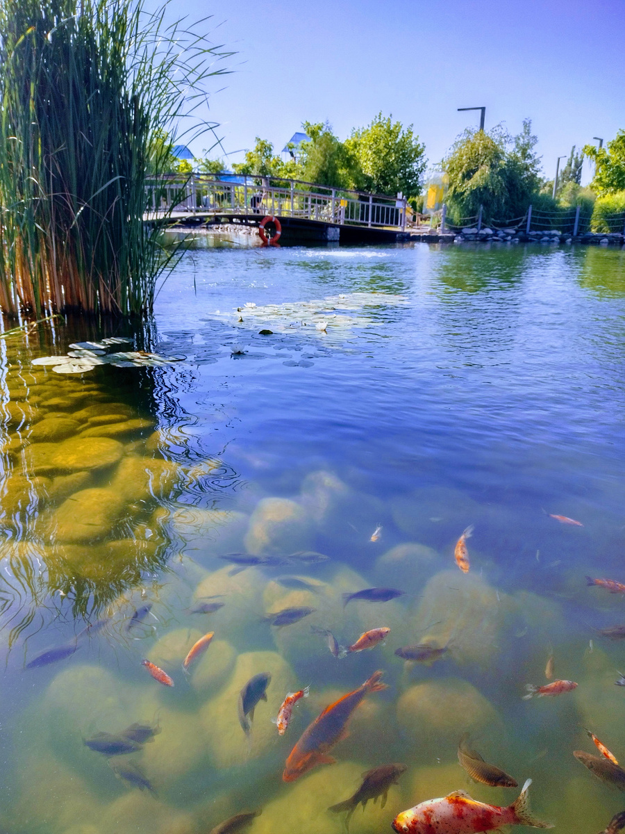 Фото автора, Мостик через озеро