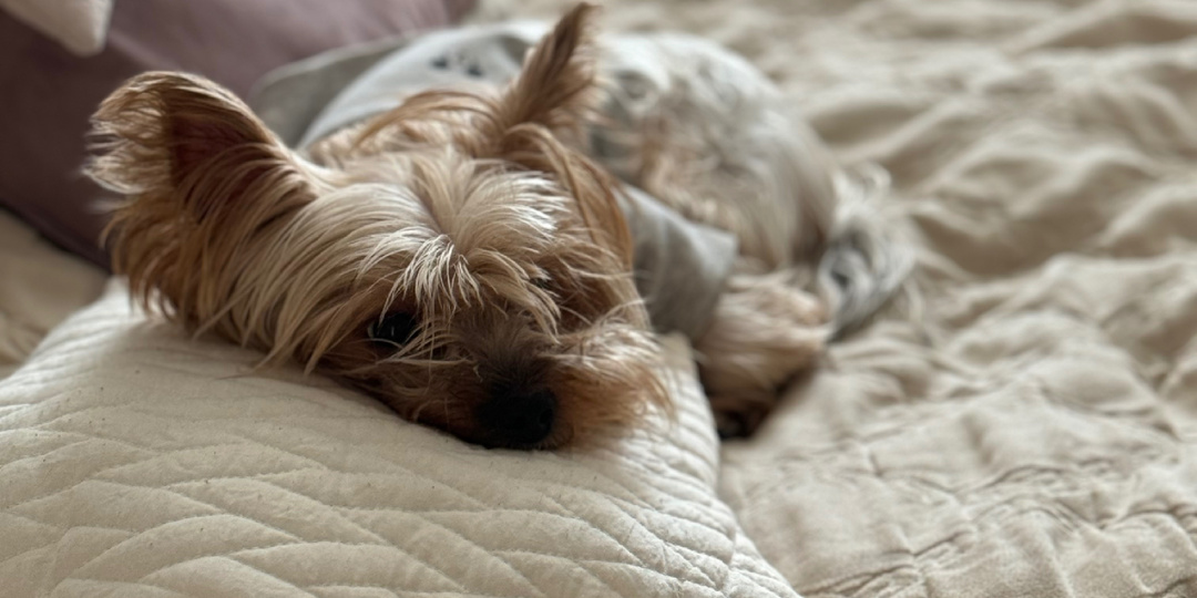 Экстренная операция была необходима моей хвостатой любимице. Рассказываю как это было.