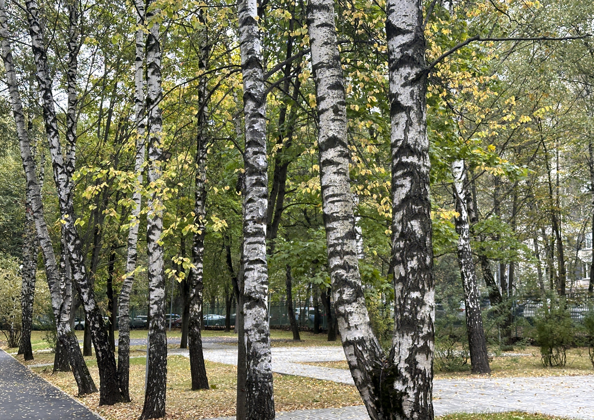    Как замедление Гольфстрима влияет на российские леса и сельское хозяйство