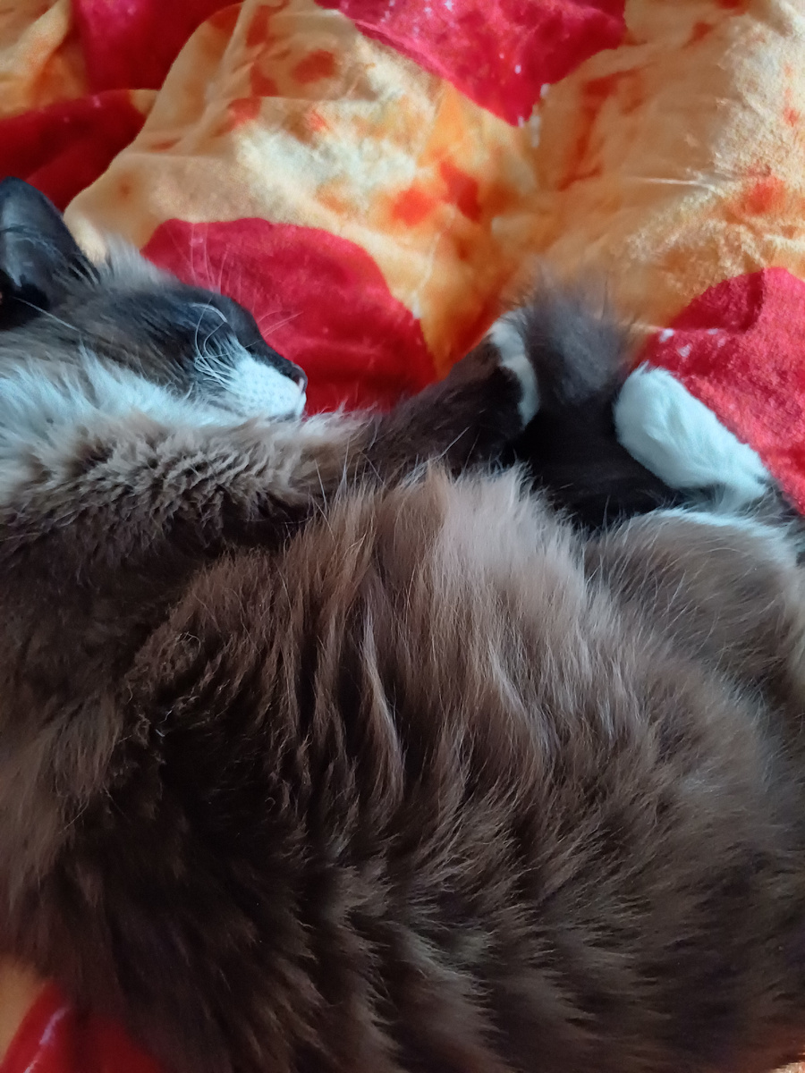 Кисонька на мне расположилась. Так и лежали часа полтора.