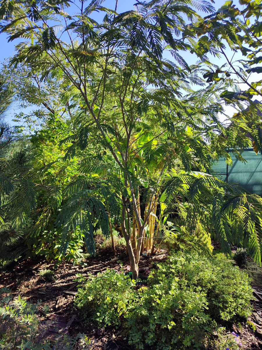 У альбиции веточки с листьями похожи на веточки акации. На переднем плане - альбиция, а не акация.  