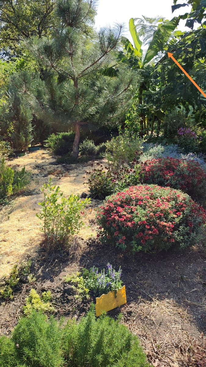 Ветки альбиции отмечены стрелкой.