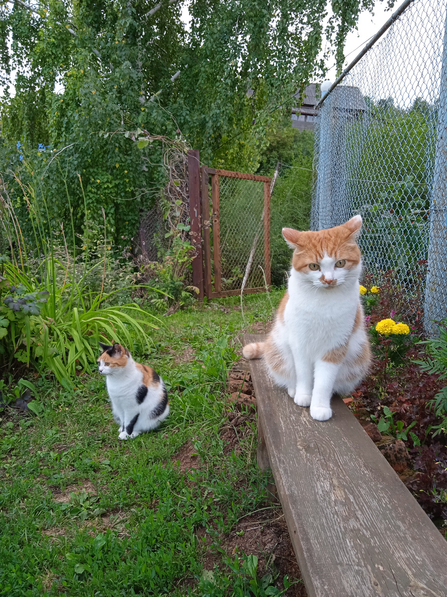 Пушок и Мурочка