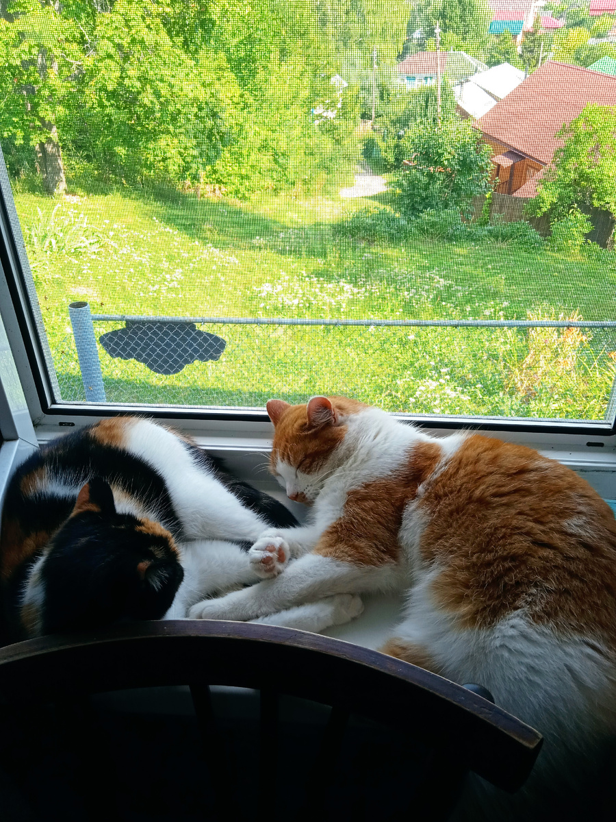 Мурочка и Пушок любят отдыхать на подоконнике. На даче