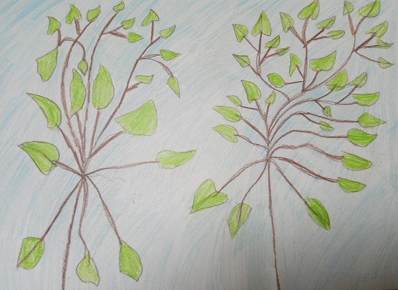 Рисунок Серафима 