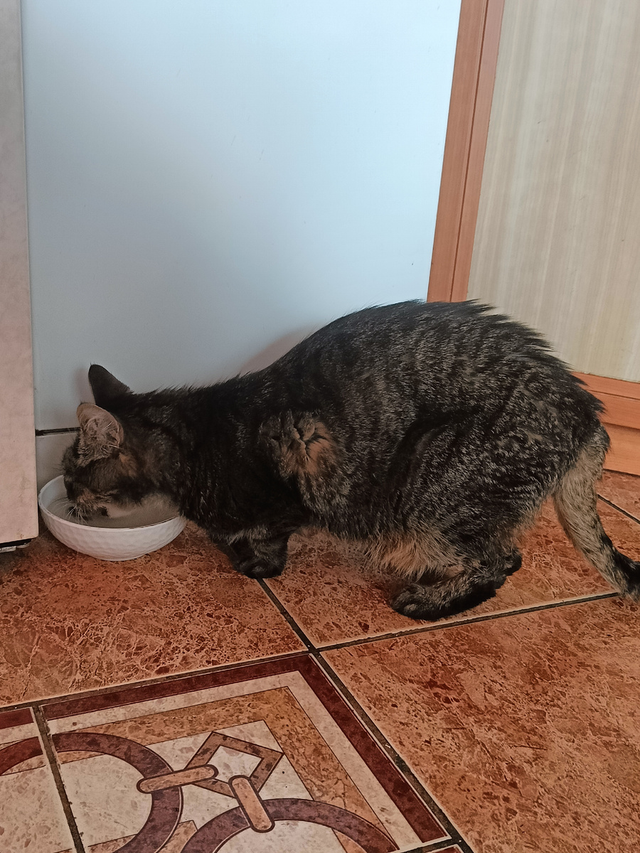 Масик пьет. Тут особенно видно, как он похудел((