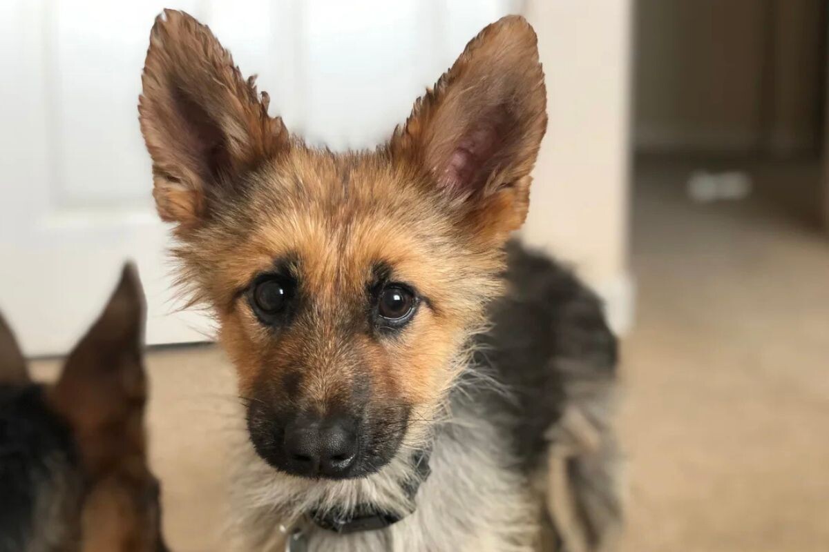 Карликовость у собак (Карликовая овчарка)