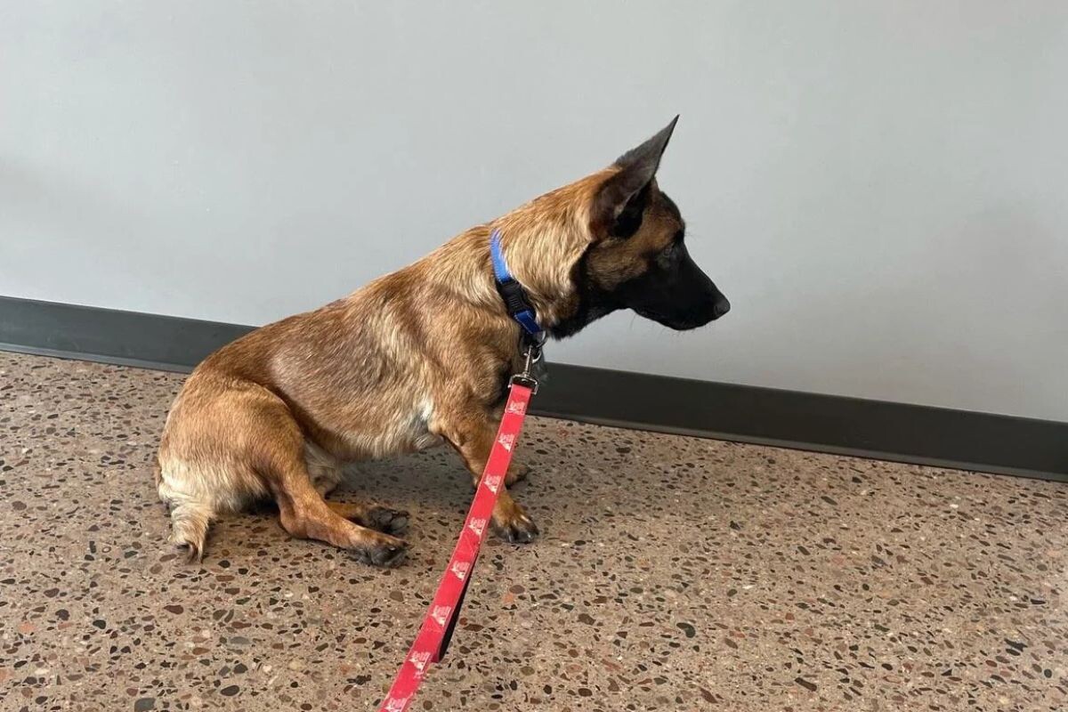 Малинуа с ахондроплазией 