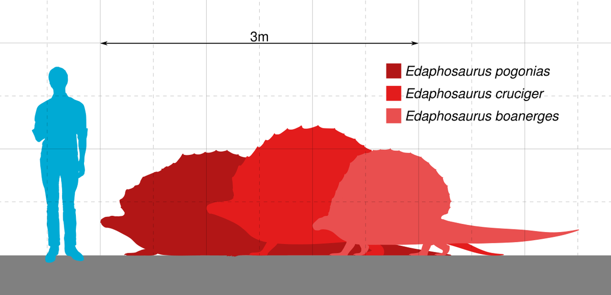 Сравнение размеров видов эдафозавра с человеком.