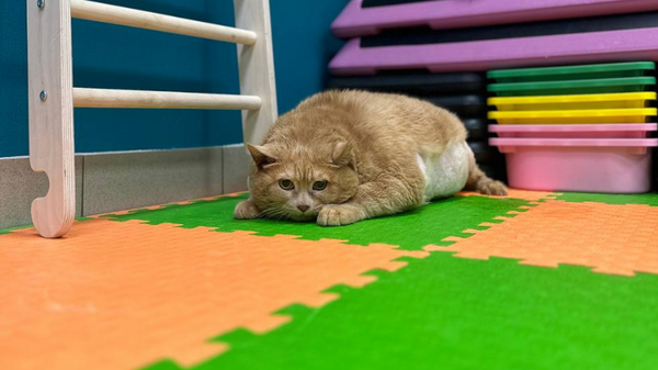    © Photo : Telegram / rehabDogPerm