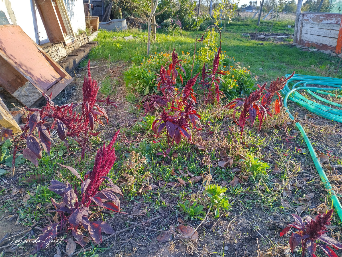 Амарантовая полянка. Я его не сажала, сам вырос...
