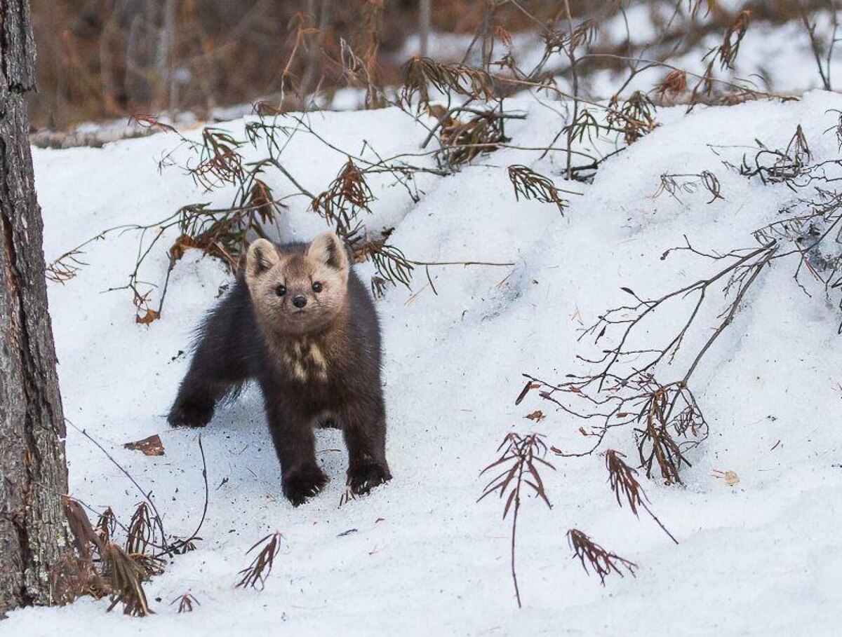 Баргузинский соболь – обитатель сибирской тайги / Фото: wild-edens.com