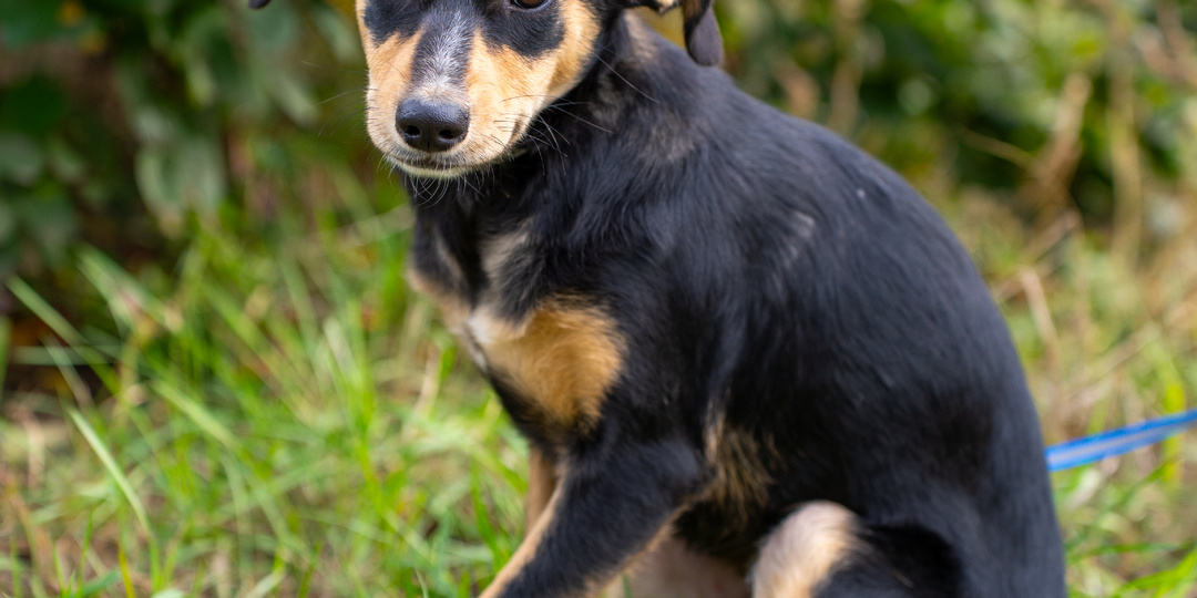 Кася пыталась кричать, когда я ее ловила в полях😰 но голоса не было.