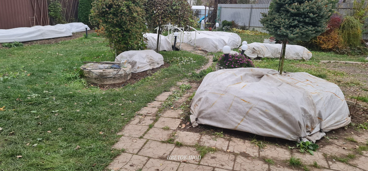 сад готов к зиме