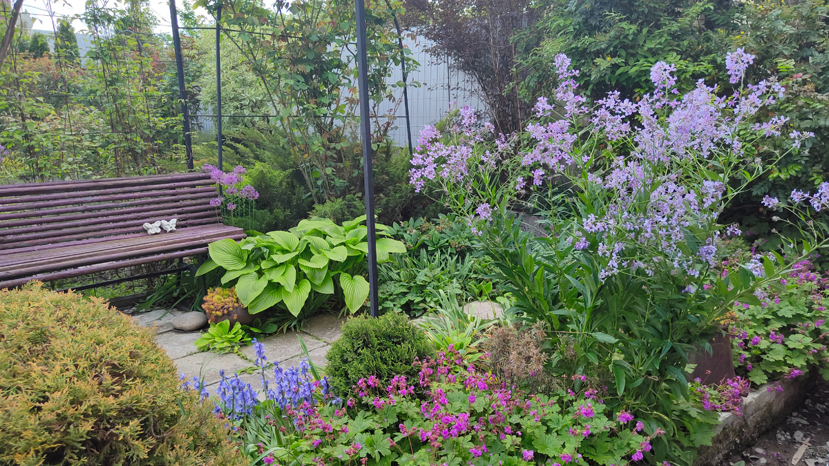  Цветет сиреневая вечерница Матроны и синяя пролеска испанская.
