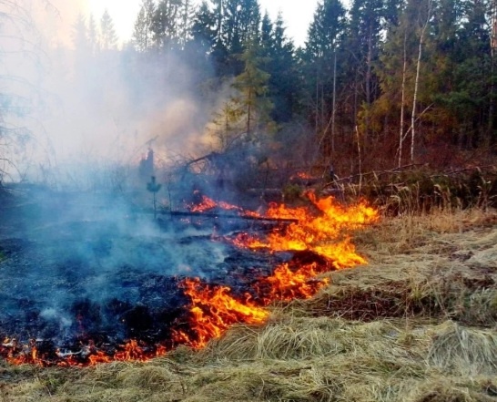 Огненный дракон