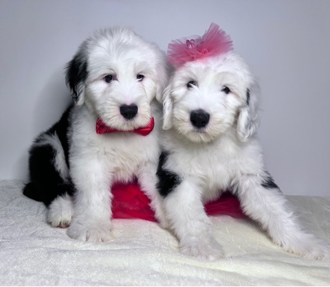 Фото из личного архива. Щенки староанглийской овчарки